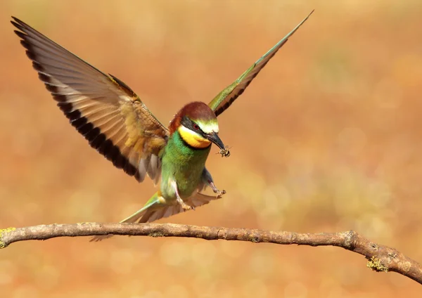 Bee-eater — Stock Photo, Image