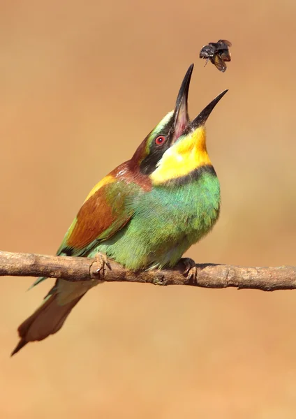 Bee-eater — Stock Photo, Image