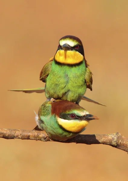 Bee-eater — Stock Photo, Image