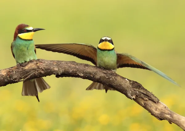 Bee-eater — Stock Photo, Image