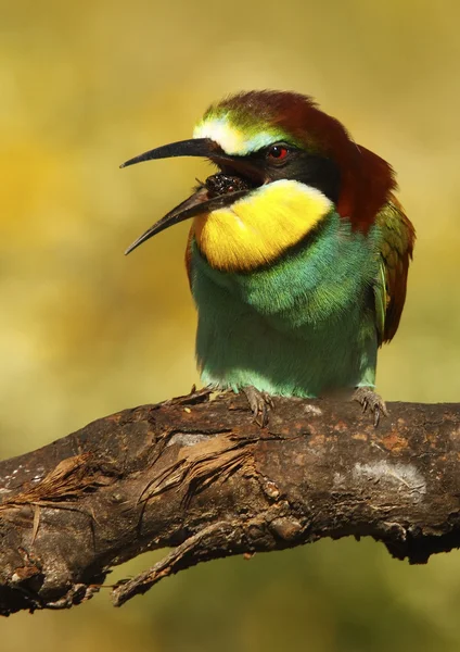 Bee-eater — Stock Photo, Image