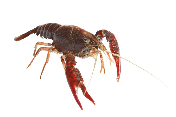 Crawfish — Stock Photo, Image