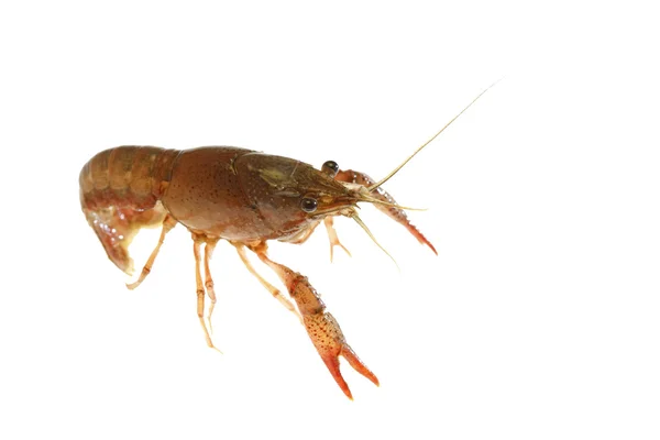 Crawfish — Stock Photo, Image