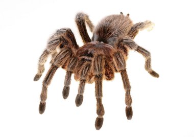 Şili Rose örümcek