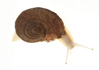 Salyangoz