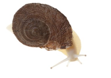 Salyangoz