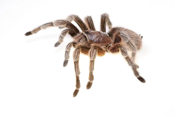 Chilean Rose Spider — Stock Photo, Image
