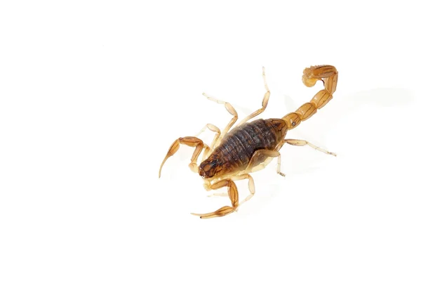 Scorpion — Stock Photo, Image