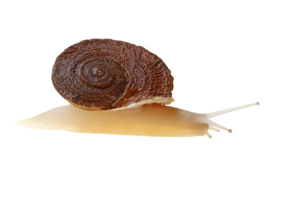 Schnecke — Stockfoto