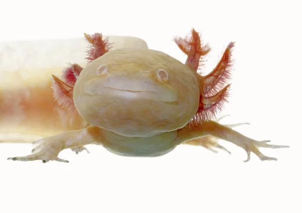 Axolotl — Stockfoto