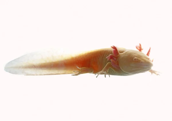 Axolotl — Stockfoto