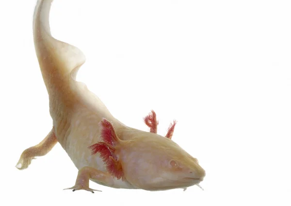 Axolotl — Stockfoto