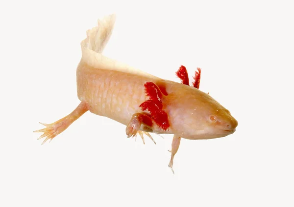 Axolotl!