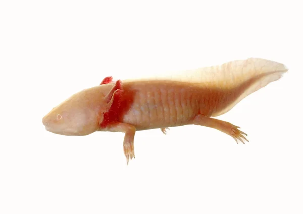 Axolotl — Stockfoto