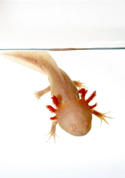 Axolotl — Stockfoto