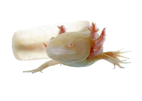 Axolotl — Stockfoto