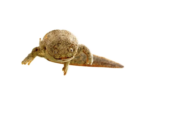 Spanische Amphibien — Stockfoto