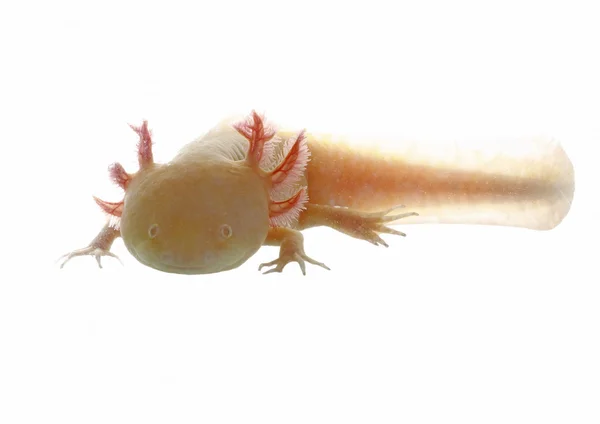Axolotl! Telifsiz Stok Imajlar