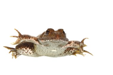 ortak kurbağa