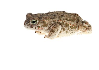 natterjack toad clipart