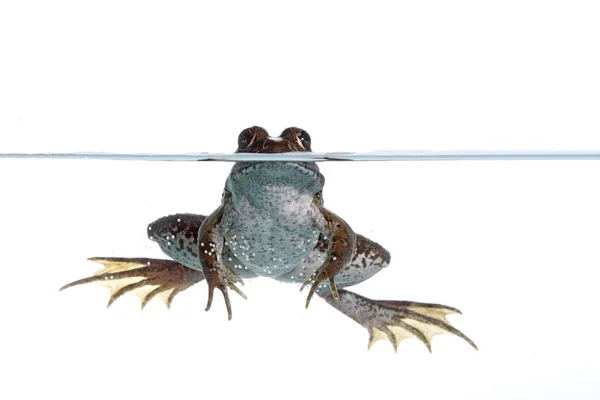 Obyčejná žába — Stock fotografie