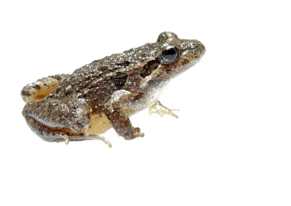 Common toad — Stock Photo, Image