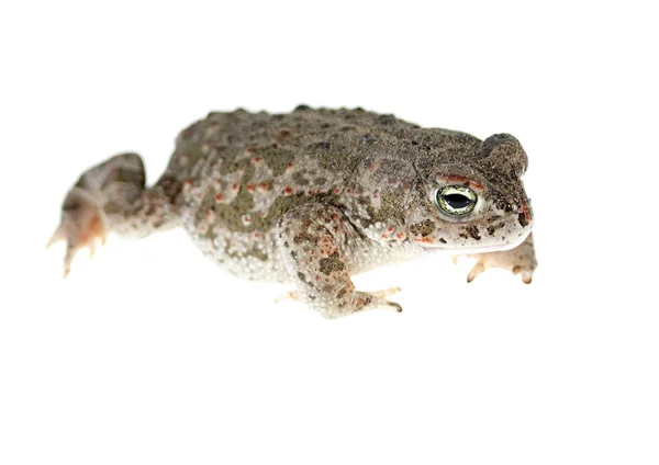 Rugstreeppad toad — Stockfoto