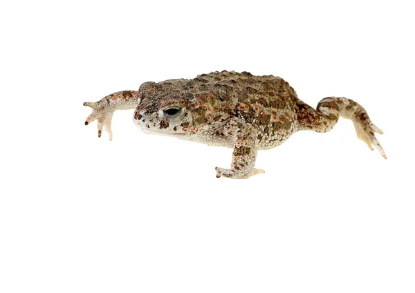Natterjack kurbağa — Stok fotoğraf