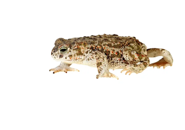 Rugstreeppad toad — Stockfoto