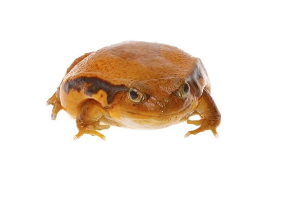 Toad tomaat — Stockfoto