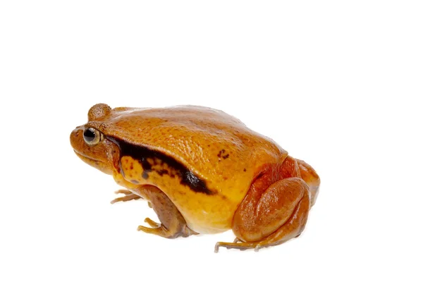 Toad tomaat — Stockfoto