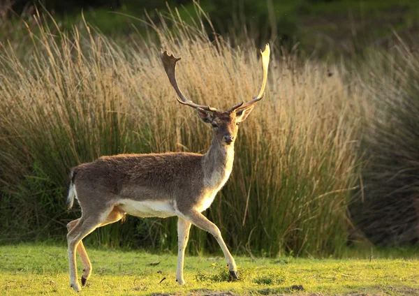 Cerfs de jachère — Photo