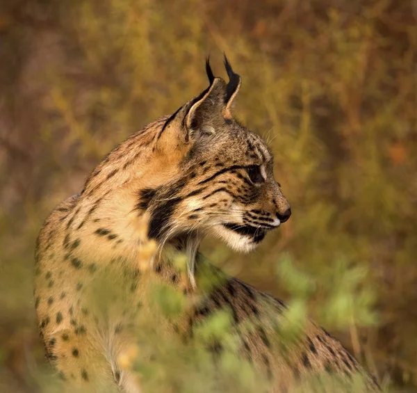 Lince — Fotografia de Stock