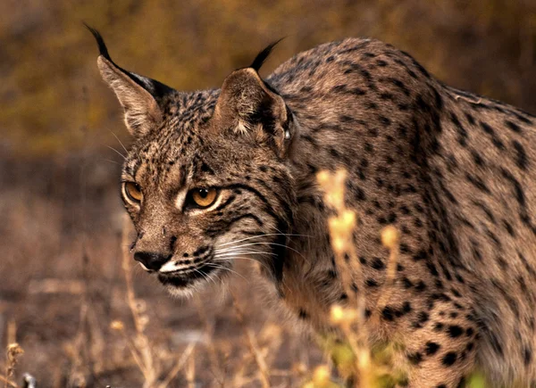 Lynx — Stock fotografie