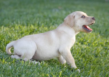 Labrador yavrusu