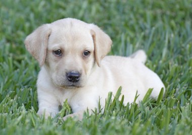 Labrador yavrusu