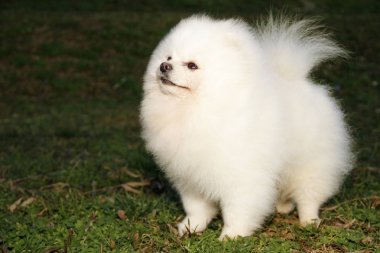 Pomeranian lulu