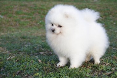 Pomeranian lulu