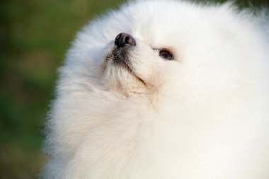 Pomeranian lulu