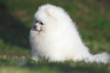 Pomeranian lulu