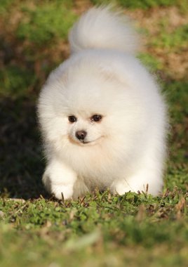 Pomeranian lulu