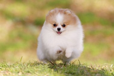 Pomeranian lulu