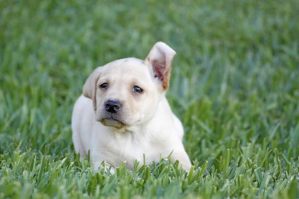 Szczeniak Labrador — Zdjęcie stockowe