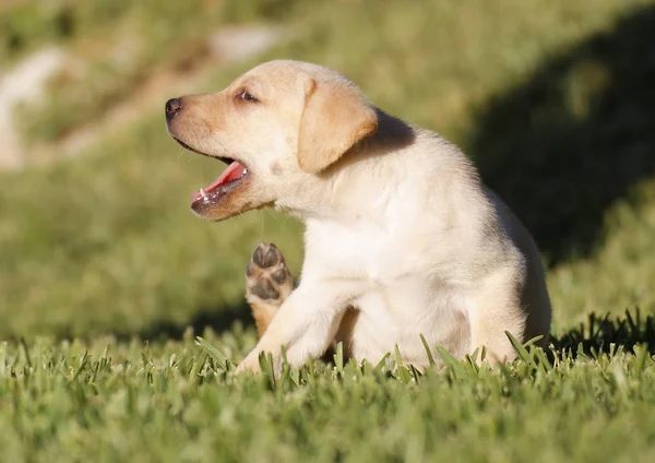 Labrador yavrusu — Stok fotoğraf