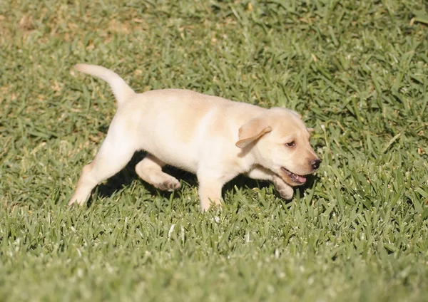 ラブラドール子犬 — ストック写真