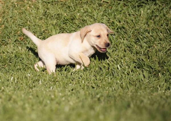 Cãozinho Labrador — Fotografia de Stock