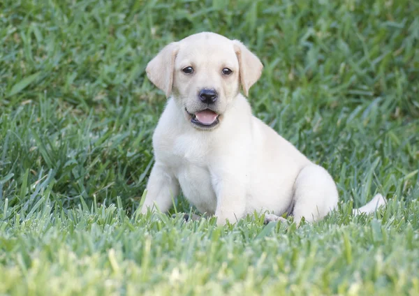 Labrador-Welpe — Stockfoto