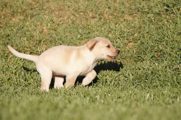 Labrador hundvalp — Stockfoto