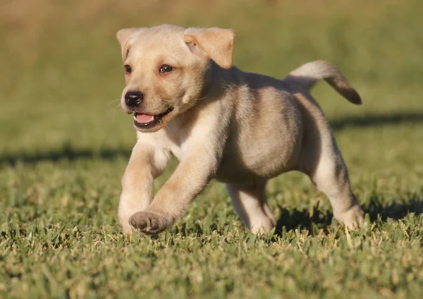 Лабрадорский щенок — стоковое фото