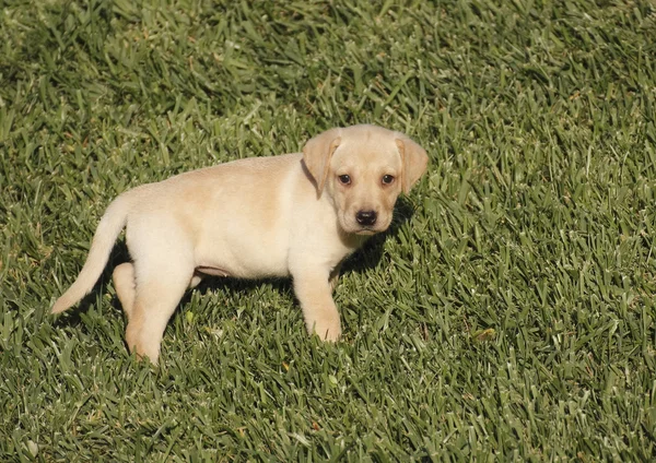 Labrador yavrusu — Stok fotoğraf